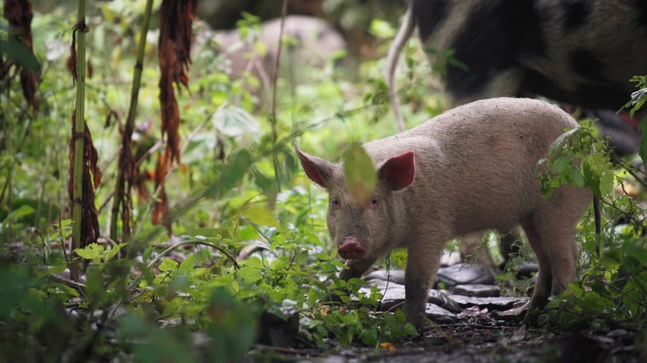 Maialino che mangia nel bosco