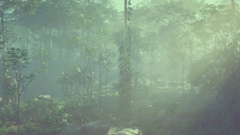 bosque de niebla