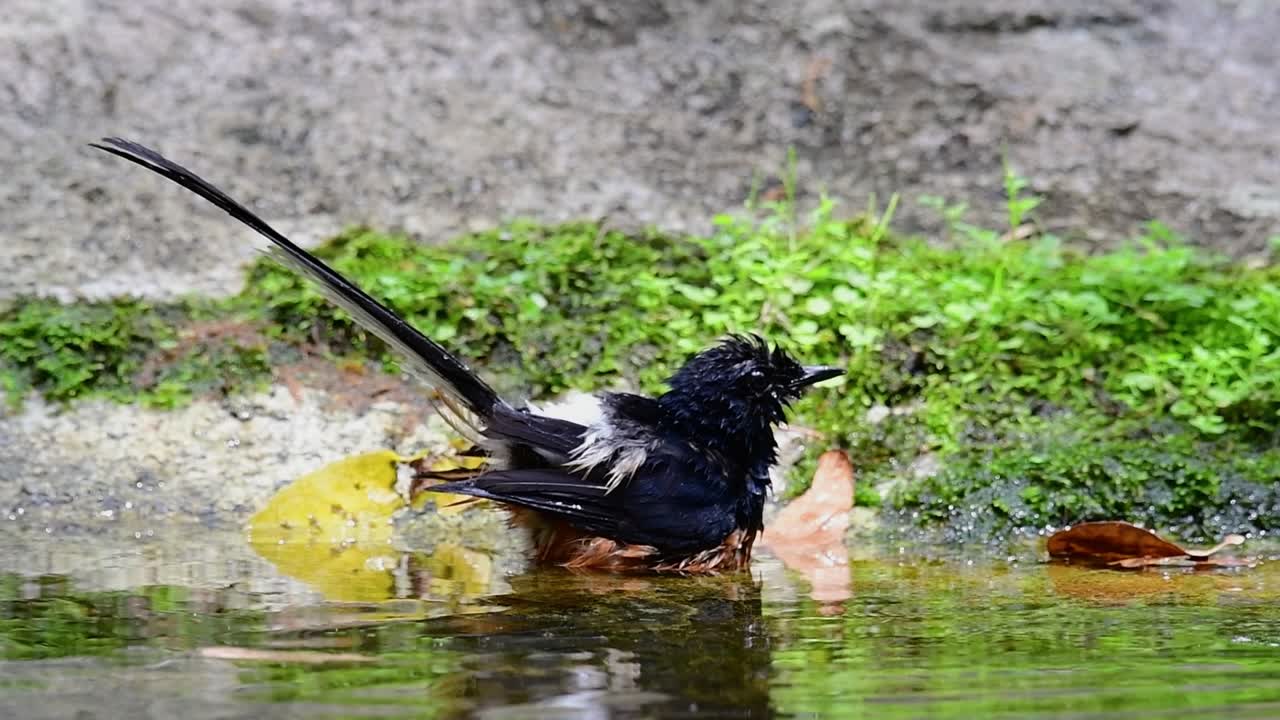더운 날 숲에서 목욕하는 흰 엉덩이 샤마, copsychus malabaricus, 슬로우 모션