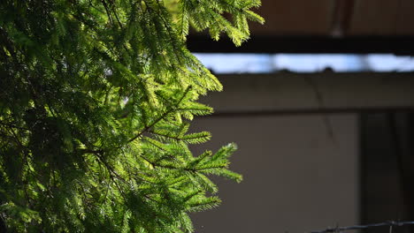 Evergreen pine tree closeup of branch and pine needles