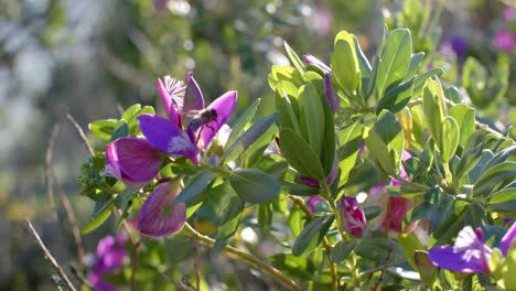 close up of pink flowers with green leaves and bees on sunny day, slow motion