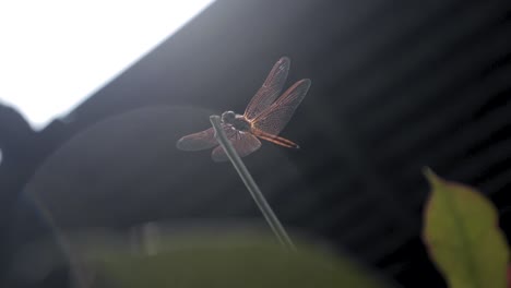 orange dragonfly fluttering around a green twig