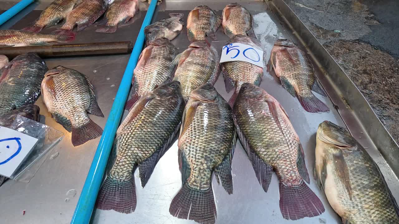 Assorted fish laid out on a wooden dock