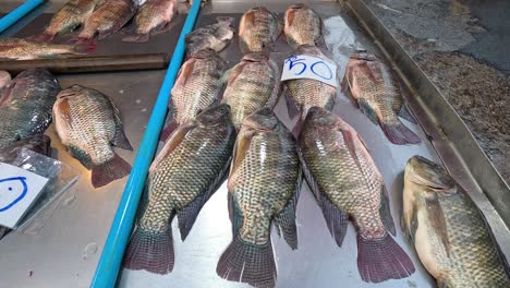 assorted fish laid out on a wooden dock