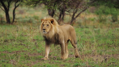 lone male lion walking at central kalahari game reserve in botswana, south africa