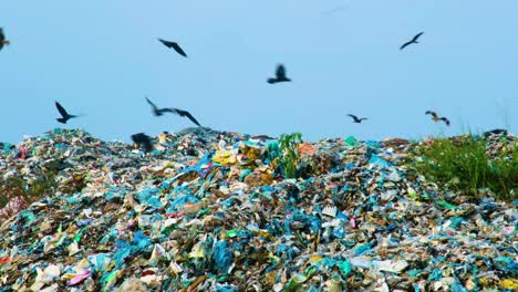 Crows-And-Eagles-Flying-Over-Landfill---Wide-Shot