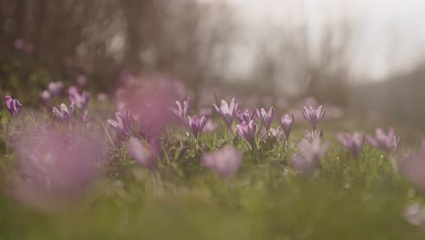 soft pink crocuses bloom on a sunny field in early spring, creating a peaceful nature scene