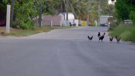 chickens cross the road on little cayman in the cayman islands in the heart of the caribbean