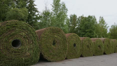 Rollos-De-Hierba-Césped-Cerrar-Estática-Rockies-Banff-Alberta-Canadá