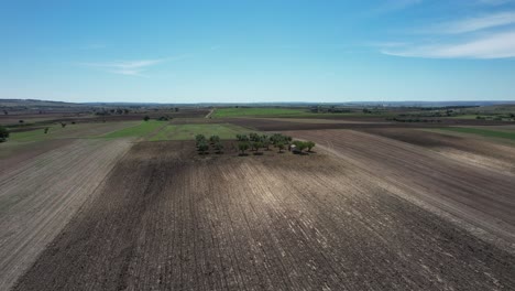 drone volando en gran movimiento circular alrededor de un grupo de árboles en grandes campos de cultivo en el sur de italia en 4k