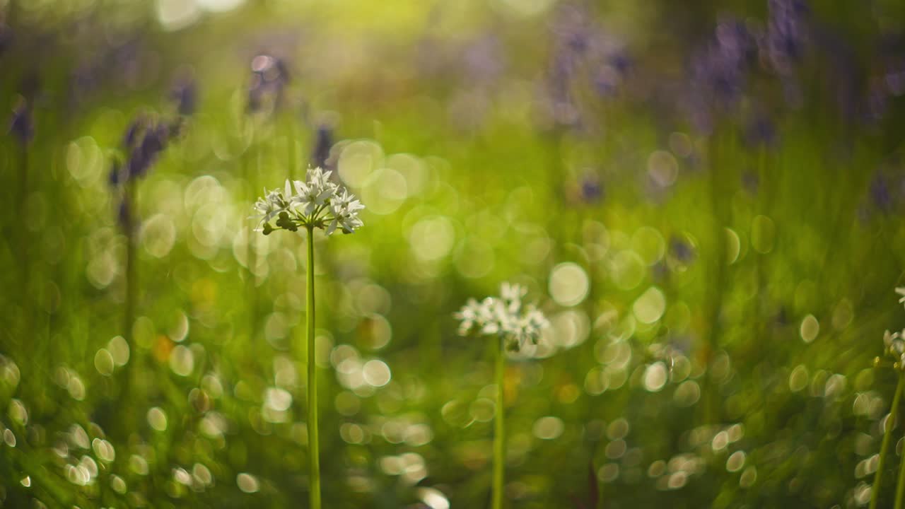 White Flowers in a Sunny Meadow