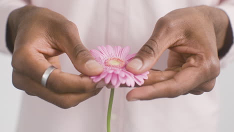 Primer-Plano-Del-Hombre-Tocando-La-Flor-De-Gerbera