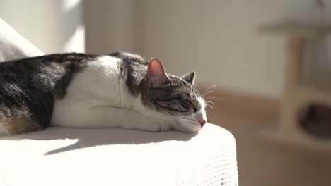 cat sleeping indoor at home sitting in the couch