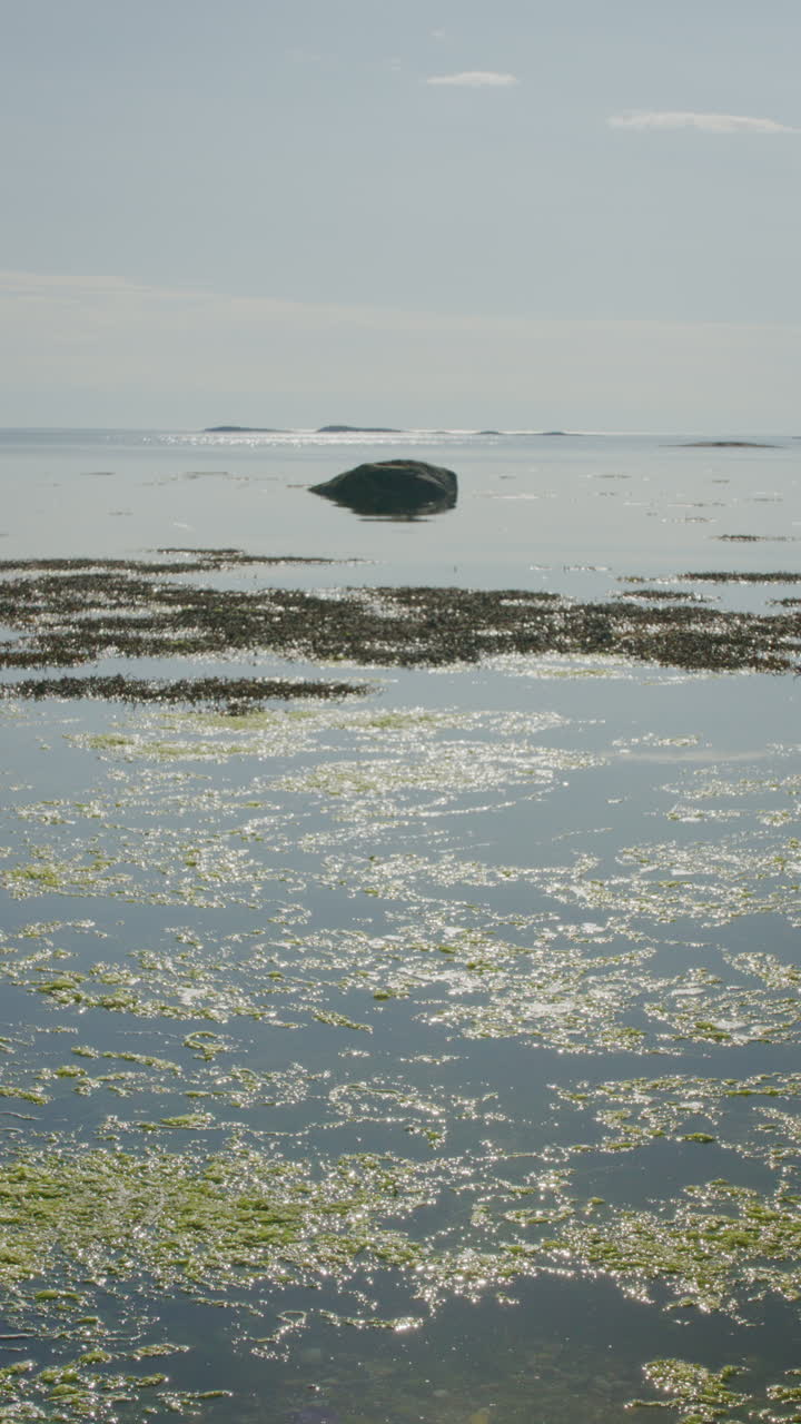 A vertical shot of seaweed-covered water with sunlight shimmering on the ocean surface.