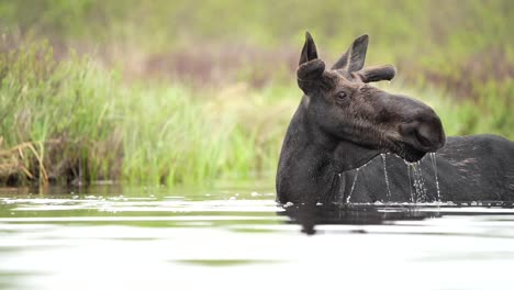 An-eye-level-shot-of-a-bull-moose-in-a-pond,-lifting-its-head-out-of-the-water-and-abruptly-looking-over-its-shoulder