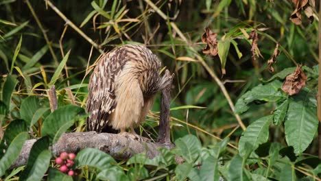 Putzt-Seine-Vorderfedern,-Während-Er-Der-Morgensonne-Zugewandt-Ist,-Und-Trocknet-Sich-Von-Der-Nächtlichen-Nahrungssuche-Ab,-Buffy-Fish-Owl-Ketupa-Ketupu,-Thailand