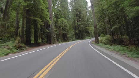 Driving-through-the-Redwoods-alone-on-the-road