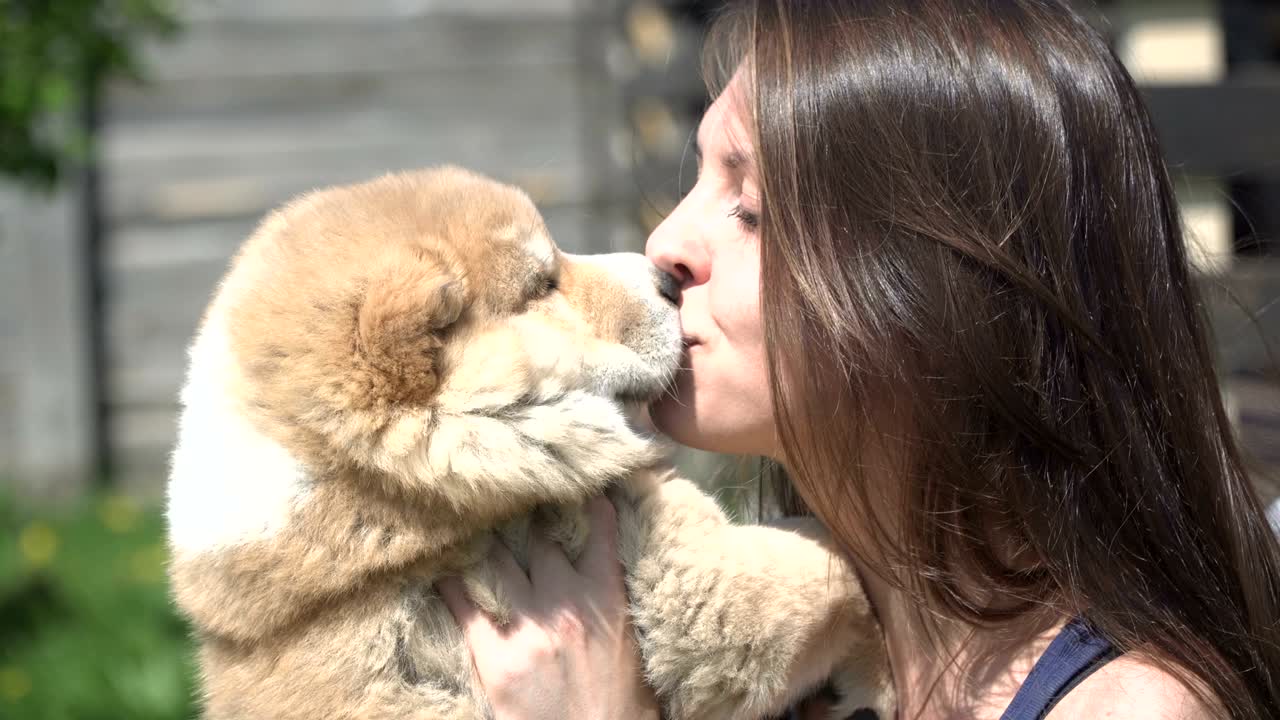 Puppy Alabai. The girl hugs the puppies of Alabai