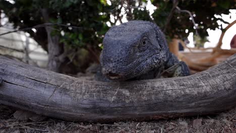 black throated monitor lizard flicking tongue backlit sunny lens flare slomo