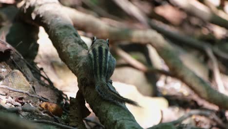 Trepando-Una-Raíz-Y-Comiendo,-Visto-Desde-Su-Espalda-En-El-Suelo-Del-Bosque,-Una-Ardilla-Rayada-Del-Himalaya-Mcclellandii-Está-Sentada-En-La-Raíz-De-Un-árbol