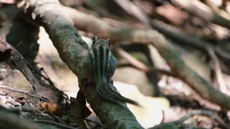 subiendo a una raíz y comiendo como se ve desde su espalda en el suelo del bosque, una ardilla a rayas del himalaya mcclellandii está sentada en una raíz de un árbol