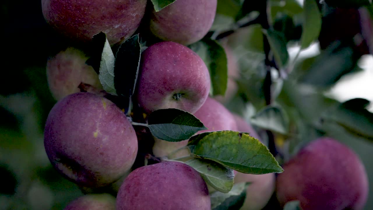 Close-up of Ripe Apples on a Tree Branch