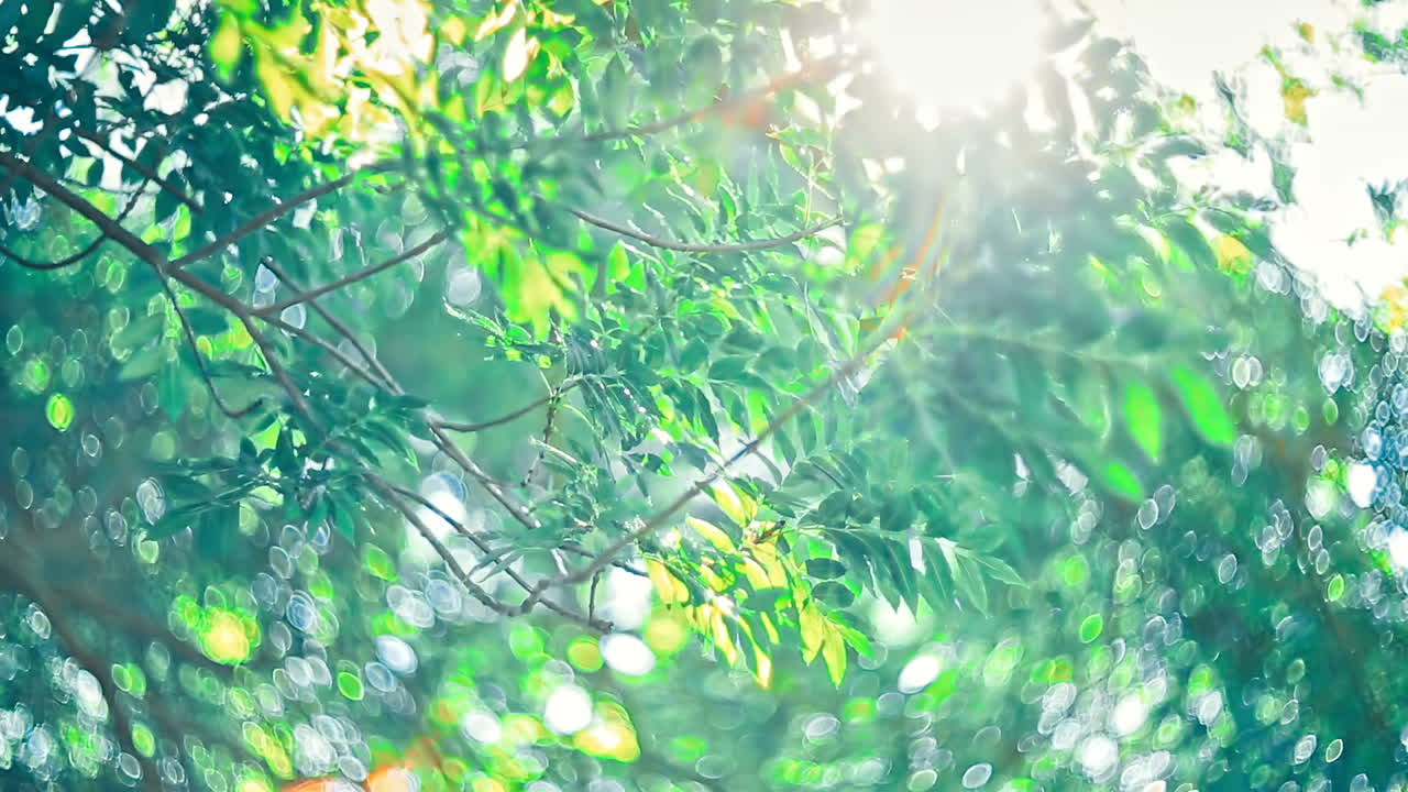 Sun under the tree. Beautiful sun when you look under the tree