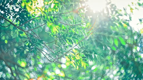 sun under the tree. beautiful sun when you look under the tree