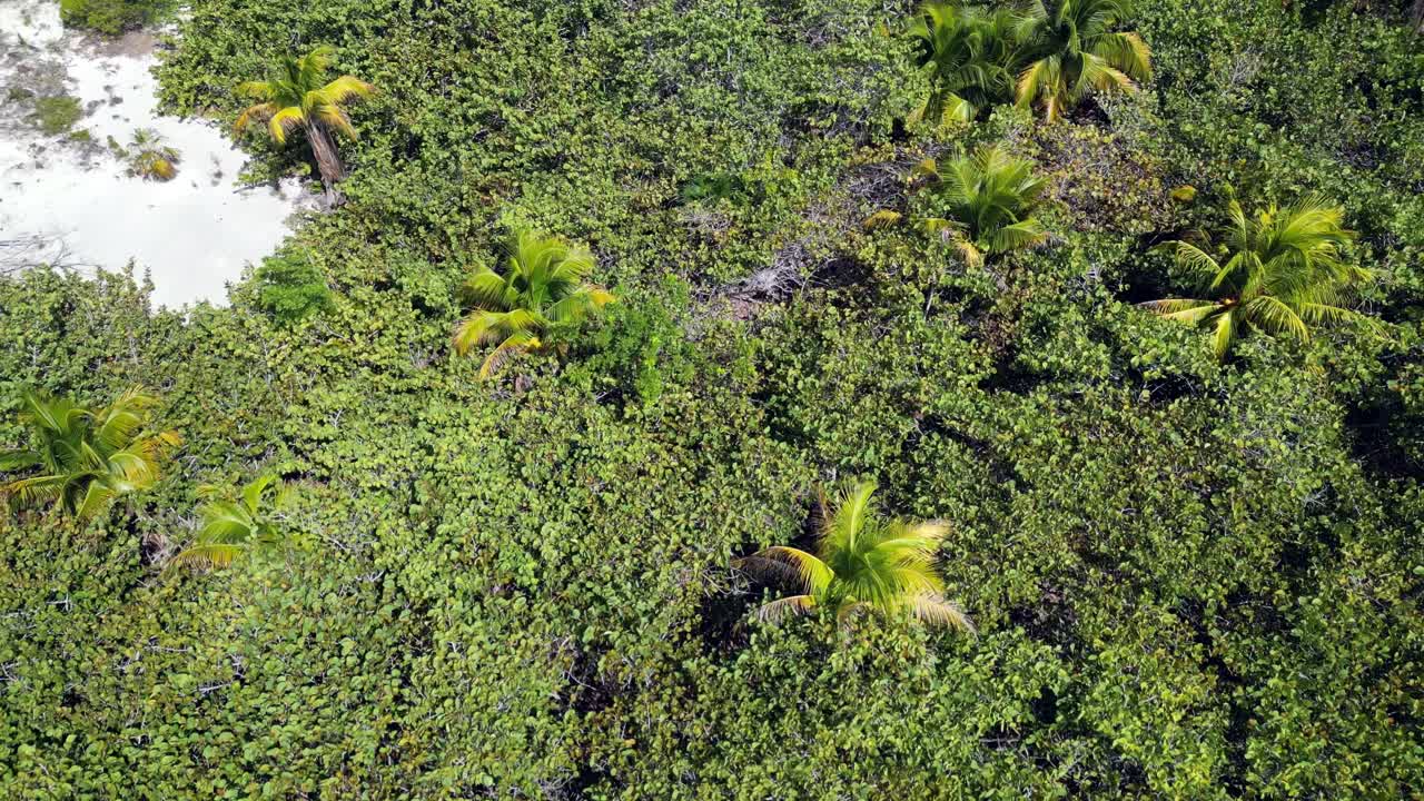A drone flies slowly backwards over the canopy of a tropical forest and palm trees on a sandy beach in the Cayman Islands in the Caribbean