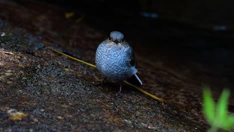 Dieser-Weibliche-Rotschwänzchen-Ist-Nicht-So-Farbenfroh-Wie-Das-Männchen,-Aber-Sicher-So-Flauschig-Wie-Ein-Knäuel-Eines-Niedlichen-Vogels