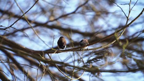 Bird-perched-on-the-tree-branch-of-forest