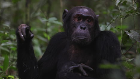 Chimpanzee-looking-around-whilst-sitting-on-the-forest-floor-in-Kibale-National-Park,-Uganda