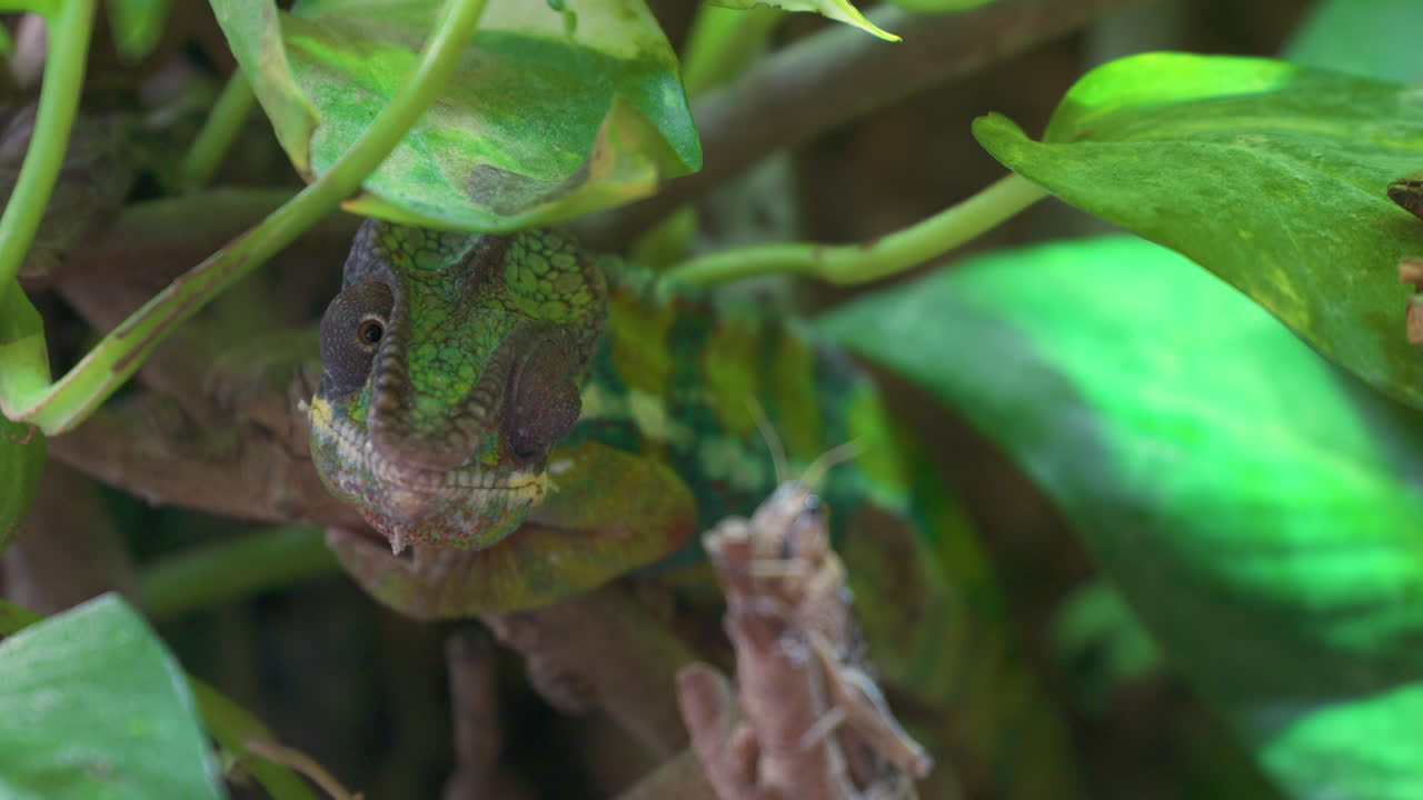표범 카멜레온 또는 furcifer pardalis는 마다가스카르에서 발견되는 카멜레온 종입니다.