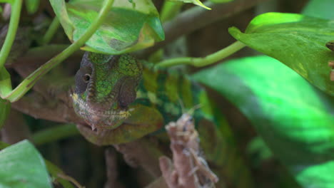 <unk>蝶 (panther chameleon) 或 furcifer pardalis 是馬達加斯加的一種<unk>蝶