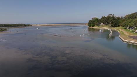 Aerial-Tracking-shot-showing-group-of-flying-white-seabird-above-swamp-water-in-Australia---slow-motion