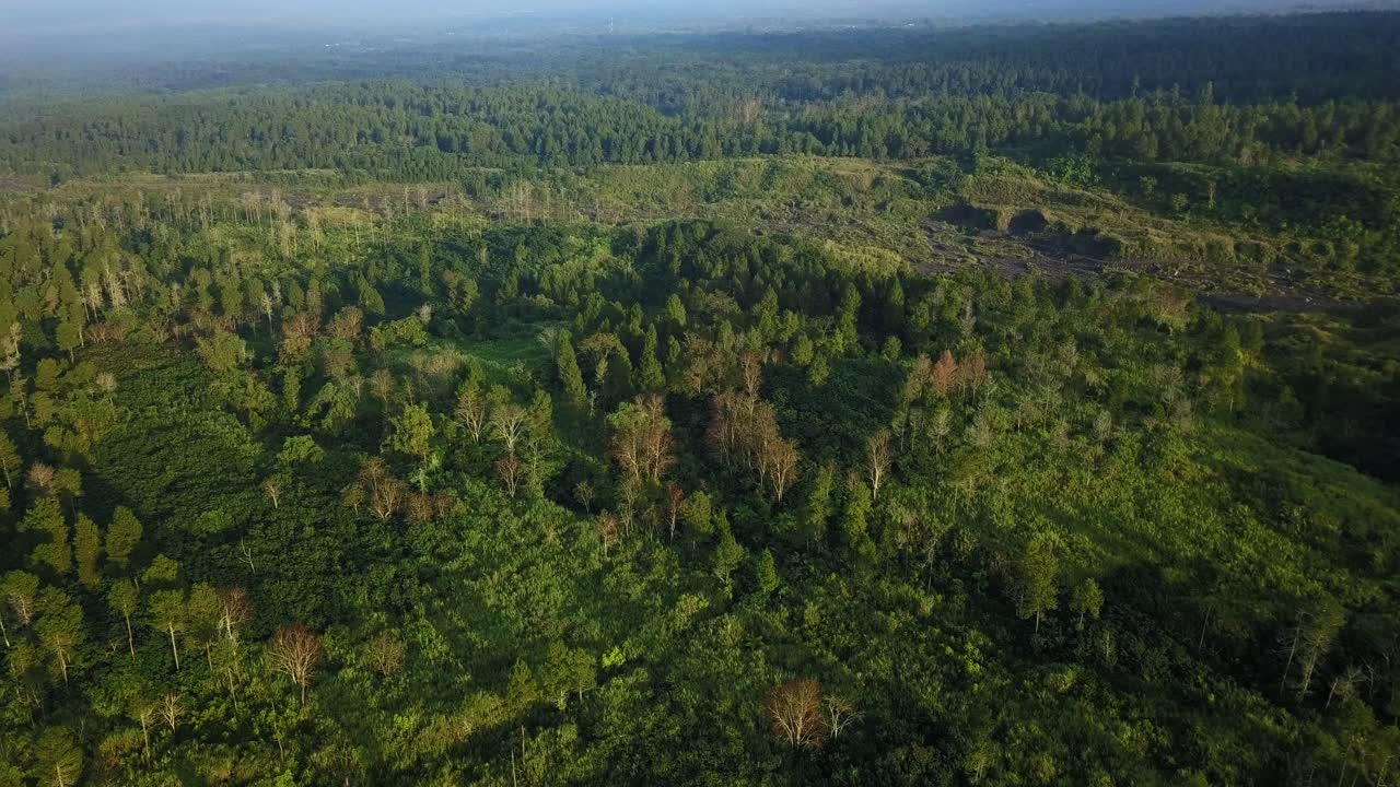 bosque en la ladera de la montaña merapi magelang