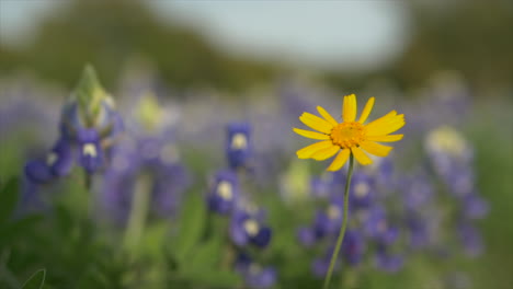 Texas-Wildblumen,-Die-Im-Frühling-Blühen,-Bluebonnets-Und-Verschiedene-Andere-Blumen