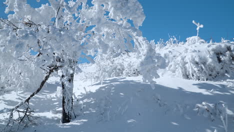 snowdrift slope and trees covered with snow in cold sunny winter weather at balwangsan mountain, gangwon-do - slow motion tilt pan