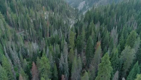 aerial flyover and panning shot of treetops approaching stony creek in sequoia at sunset