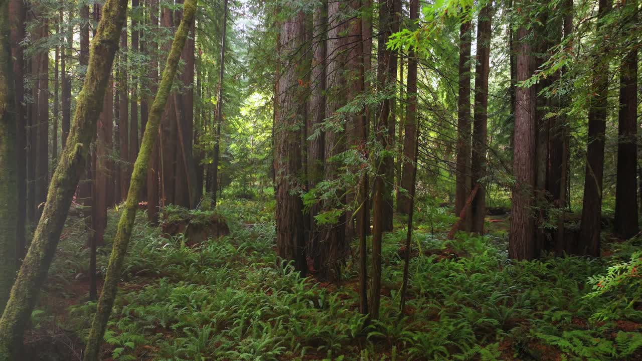 Lost Coast Trail PNW Redwood National and State Parks forest sun mist fog rain aerial drone California Eureka Fort Bragg giant sequoia tallest tree dense green foliage nature landscape left circle
