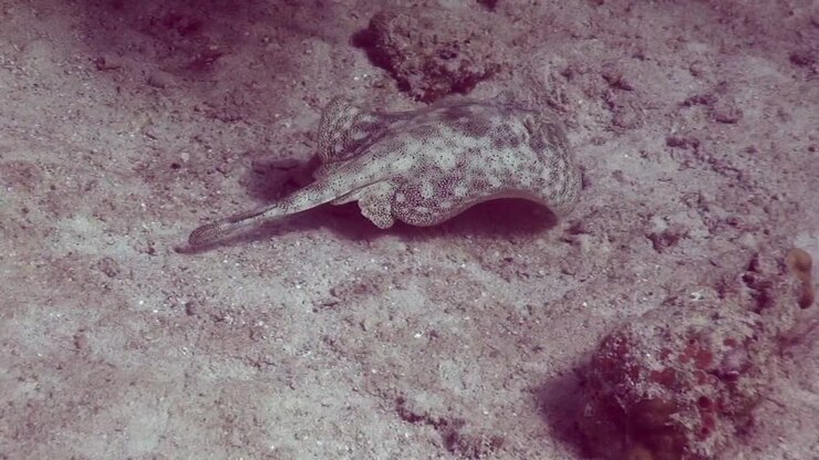 Skate swims along the bottom