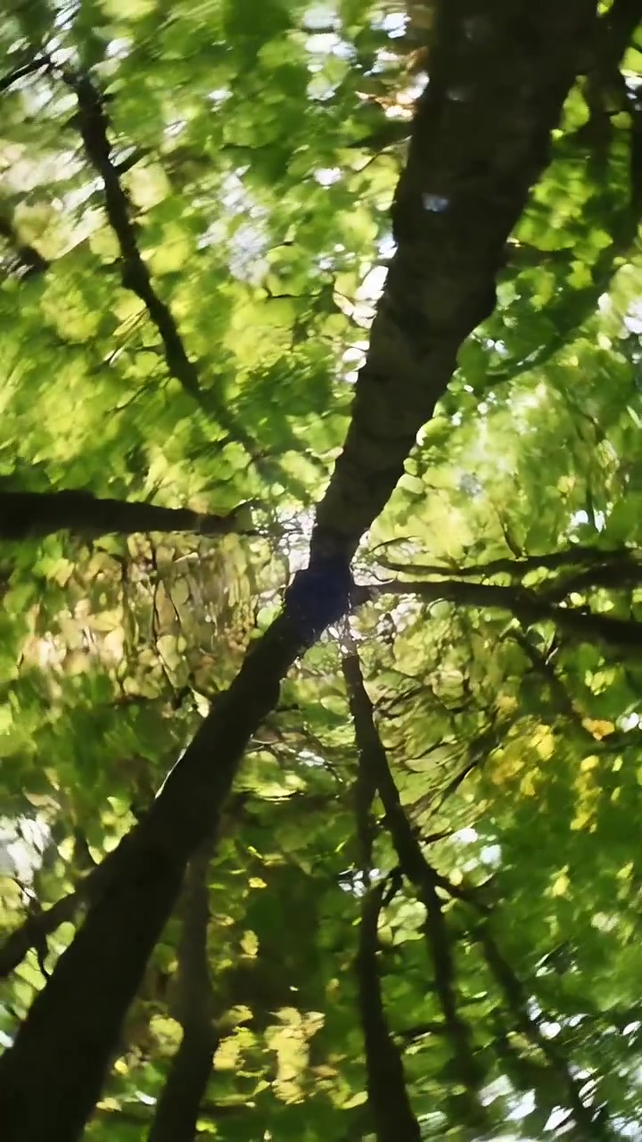 Video verticale: Telecamera rotante che mostra tronchi d'albero che si incontrano in alto in un boschetto, con la luce del sole