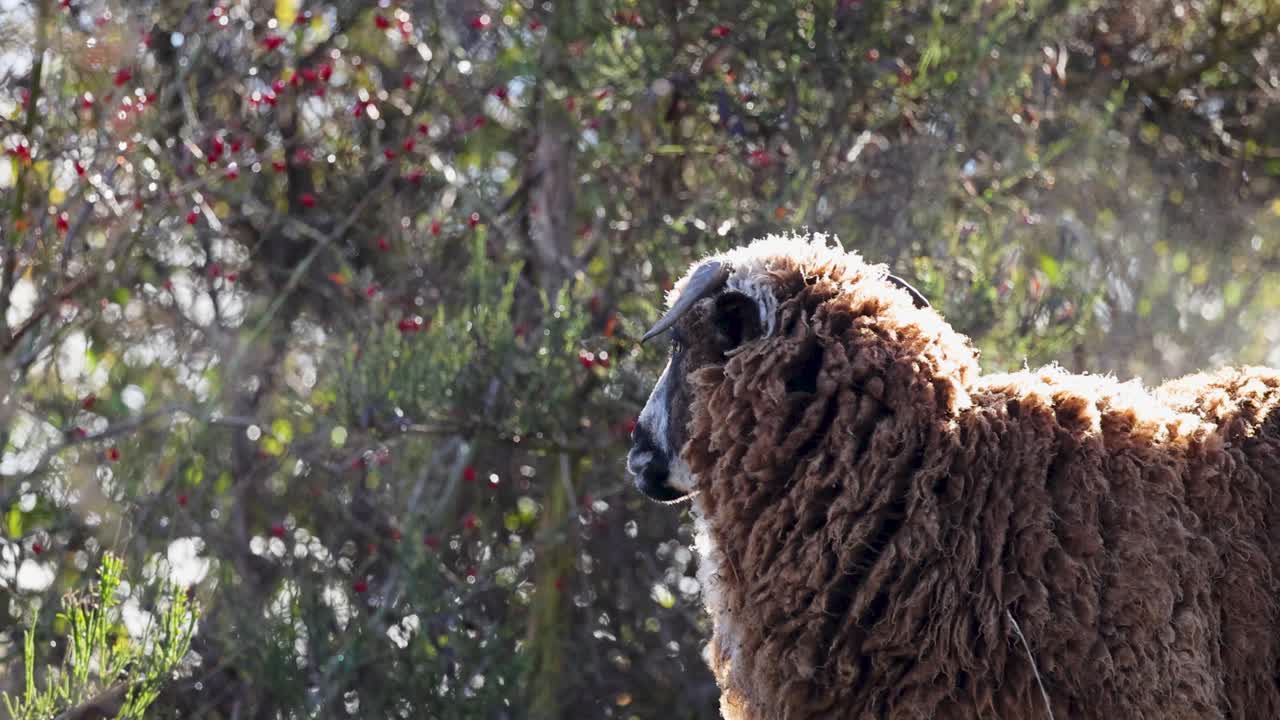 A woolly horned sheep stands calmly in a sunlit Queenstown landscape, with visible breath in the cool air