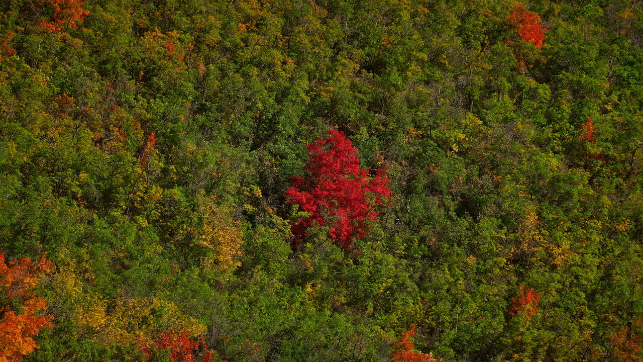 follaje rojo del árbol entre el follaje verde en el bosque durante el otoño