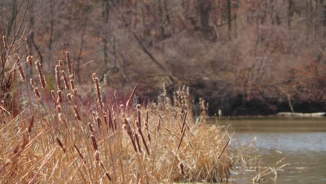 Plantas-De-Totora-En-La-Orilla-Del-Río-Mississippi-En-El-área-Natural-Escénica-De-La-Nube-Gris---Minnesota