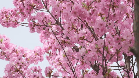 Flores-De-Cerezo-En-Plena-Floración,-Una-Suave-Señal-De-La-Llegada-De-La-Primavera,-Capturadas-En-Un-Enfoque-Suave-Con-Una-Sutil-Luz-Solar.