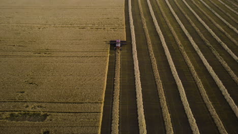 Combine-harvester-harvesting-wheat-field,-aerial-pullback-tilt-up