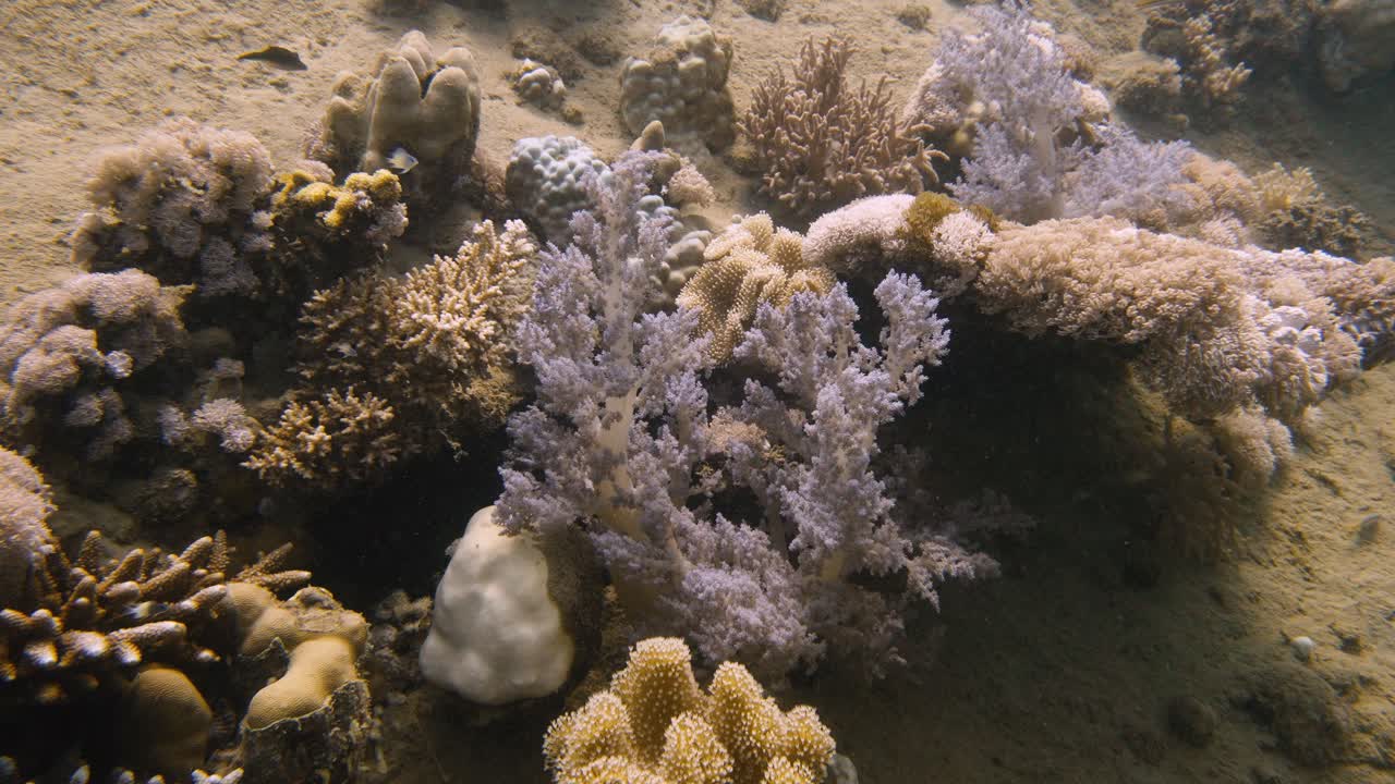Bellissimo corallo molle di colore viola che ondeggia nella corrente al rallentatore in 4K