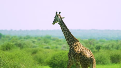 Jirafa-En-Cámara-Lenta-Caminando-En-Llanuras-Verdes-Africanas-En-La-Naturaleza