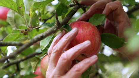 ripe juicy apples hanging on the tree. close up. old male hands pick the fruit from the branch.